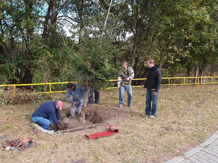 Výsadba vánočního stromu na Palhanci 14.10.2011 