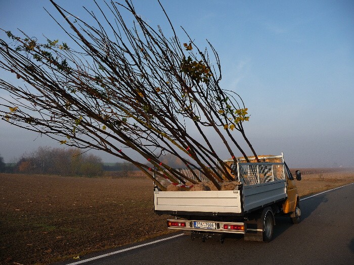 Výsadba stromů směrem z Vávrovic na Držkovice 5.11.201