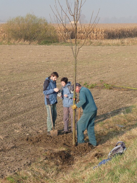 Výsadba stromů směrem z Vávrovic na Držkovice 5.11.201