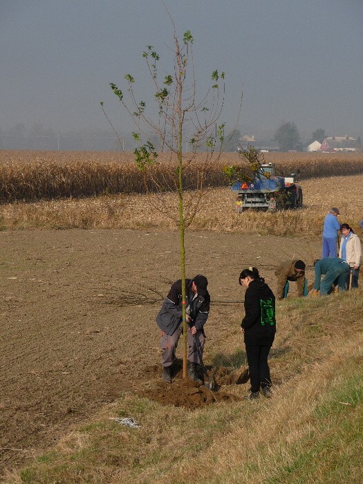 Výsadba stromů směrem z Vávrovic na Držkovice 5.11.201