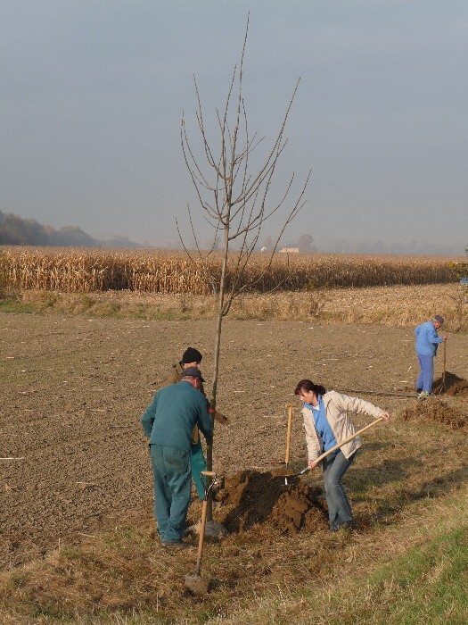 Výsadba stromů směrem z Vávrovic na Držkovice 5.11.201