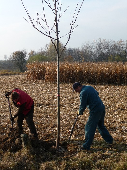 Výsadba stromů směrem z Vávrovic na Držkovice 5.11.201