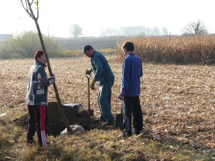 Výsadba stromů směrem z Vávrovic na Držkovice 5.11.201