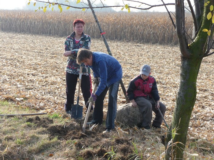 Výsadba stromů směrem z Vávrovic na Držkovice 5.11.201