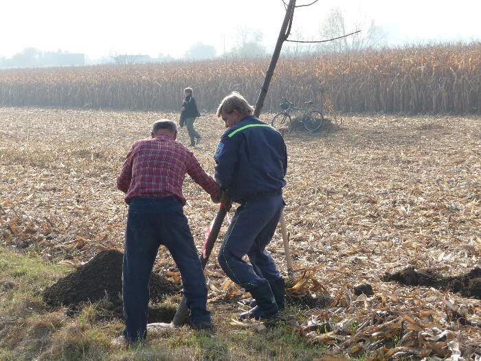 Výsadba stromů směrem z Vávrovic na Držkovice 5.11.201