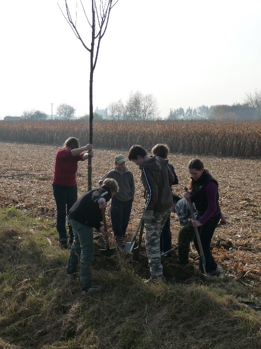 Výsadba stromů směrem z Vávrovic na Držkovice 5.11.201