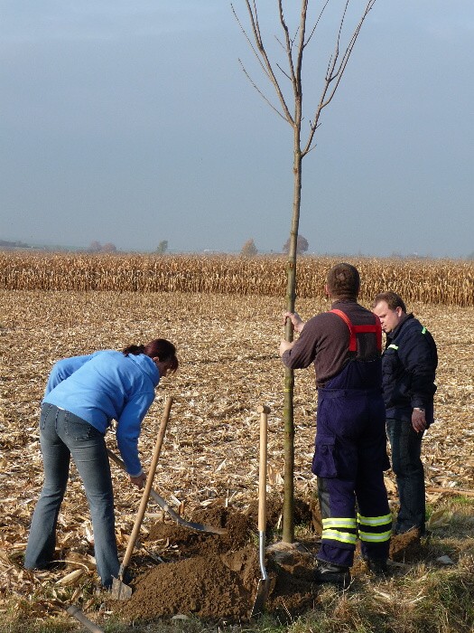 Výsadba stromů směrem z Vávrovic na Držkovice 5.11.201