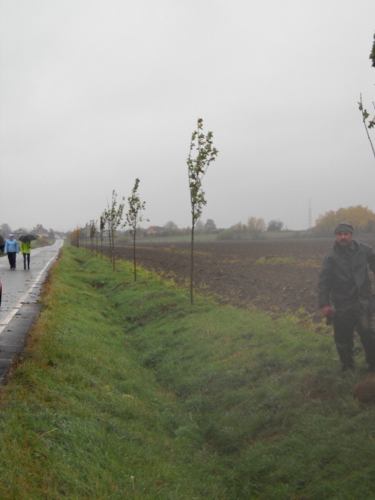 Výsadba stromů  27.10.2012 