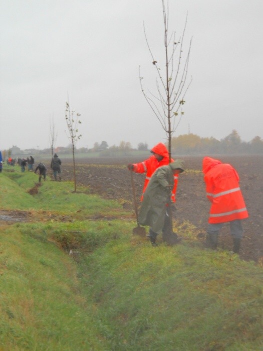 Výsadba stromů  27.10.2012 