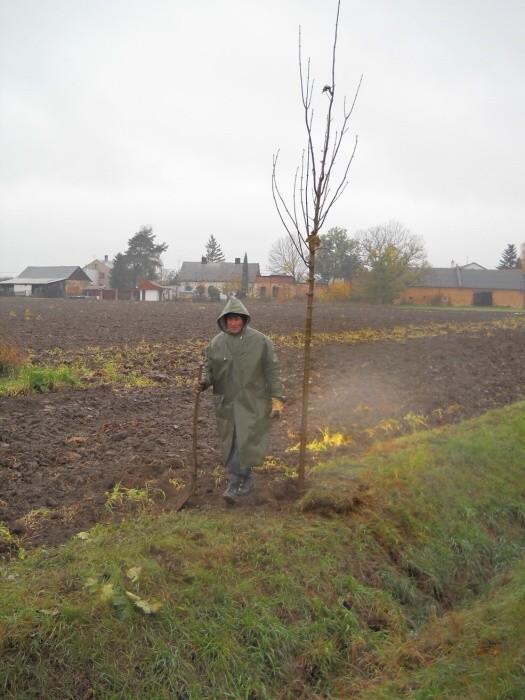 Výsadba stromů  27.10.2012 