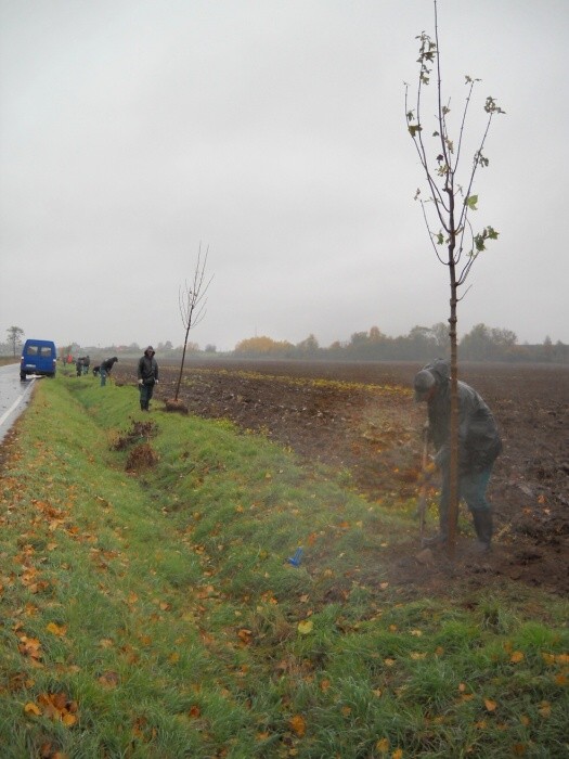 Výsadba stromů  27.10.2012 