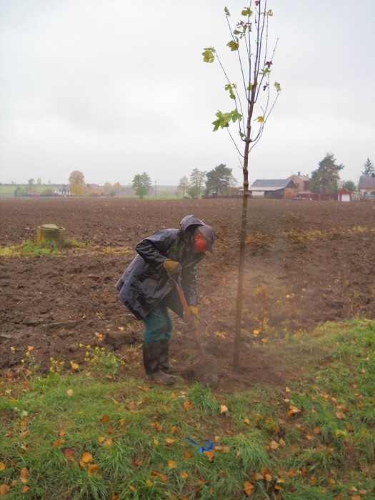 Výsadba stromů  27.10.2012 