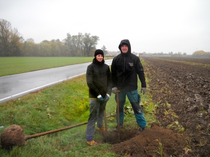 Výsadba stromů  27.10.2012 