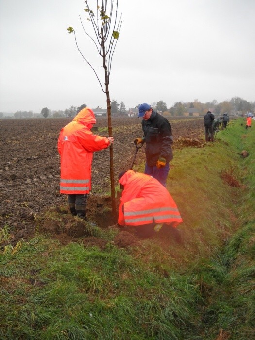 Výsadba stromů  27.10.2012 