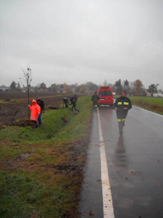 Výsadba stromů  27.10.2012 