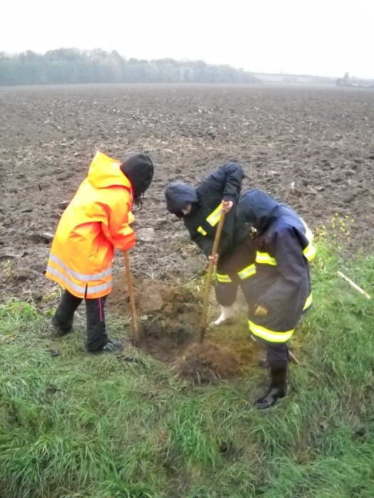 Výsadba stromů  27.10.2012 