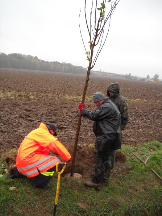 Výsadba stromů  27.10.2012 