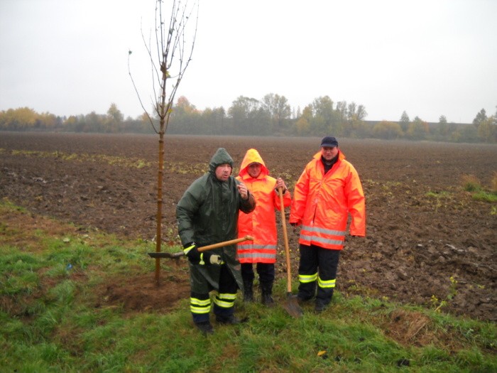 Výsadba stromů  27.10.2012 