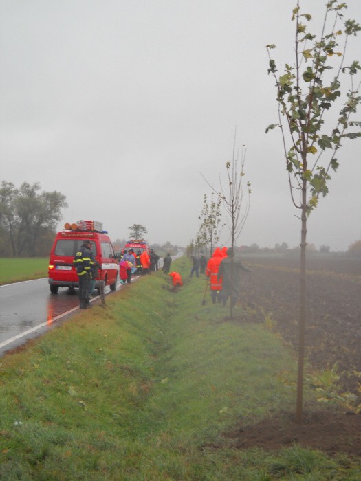 Výsadba stromů  27.10.2012 